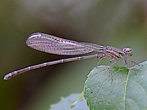 Dusky Dancer- Argia translata